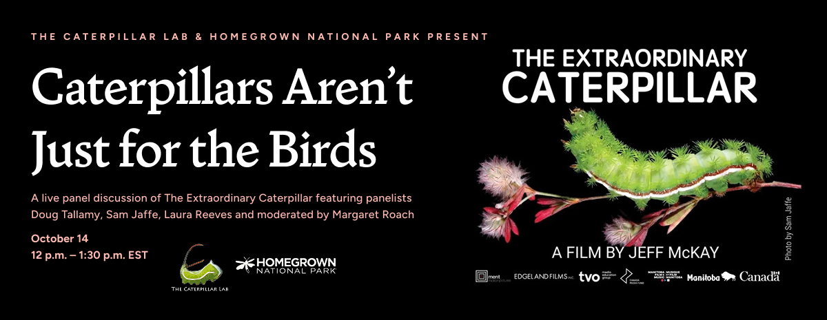 Caterpillars Aren't Just for the Birds: A Live Panel on The Extraordinary Caterpillar Film